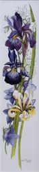 Paarse en gele irissen met witte en mauve campanula